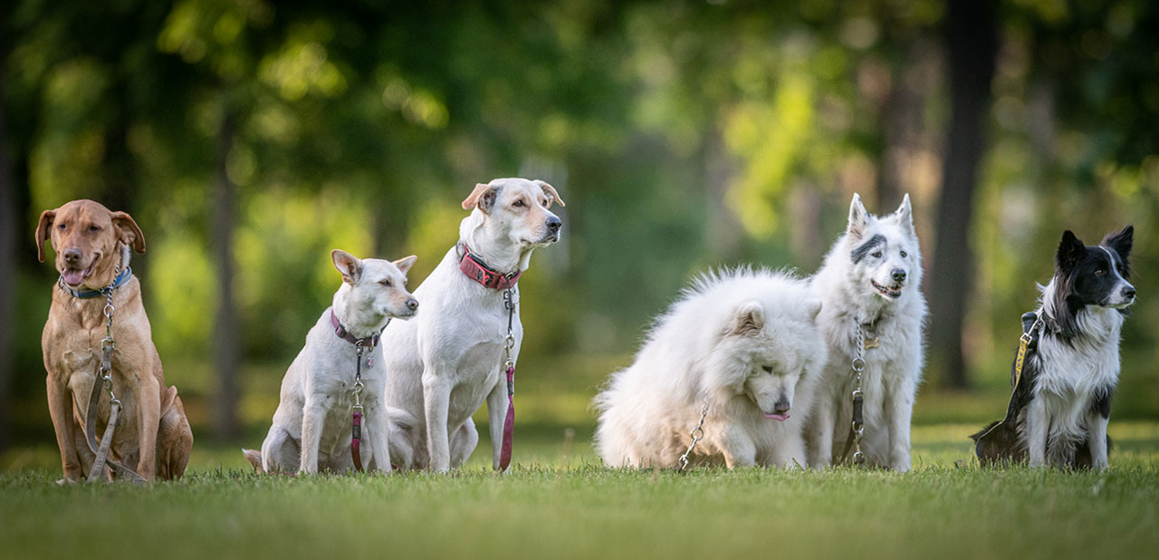 Dogschool Budapest